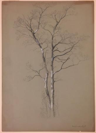 Study of Two Trees, Verplanck's Point, New York