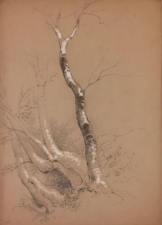 Study of  Trees; verso: sketch of a group of trees