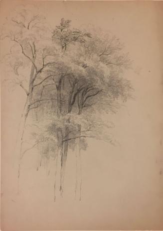 Study of Four Trees