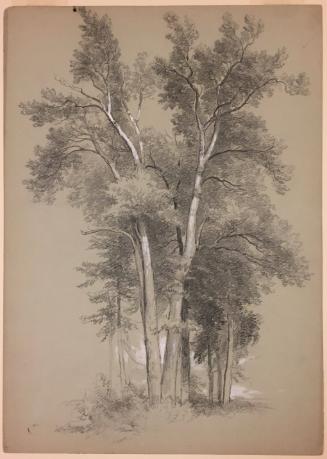 Study of a Clump of Trees