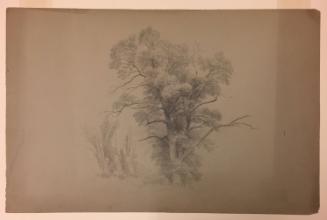 Study of a Group of Trees