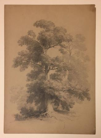 Study of Three Oak (?) Trees