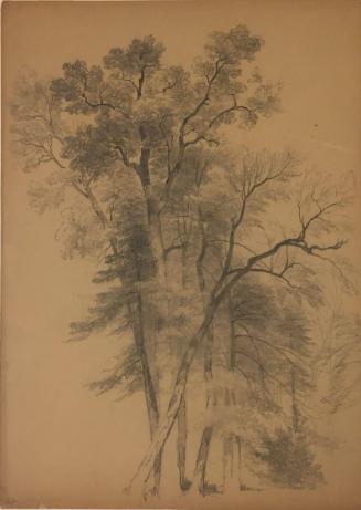 Study of a Group of Trees