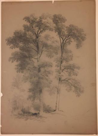 Study of Two Trees
