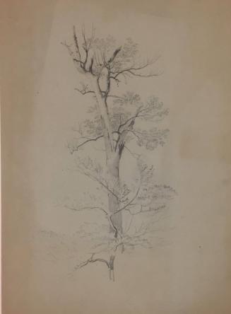 Study of Young Tree and Old Tree