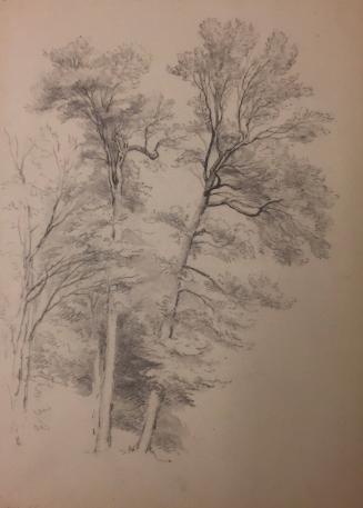 Study of Trees, Catskill, New York; verso: study of trees