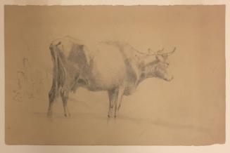 Study of a Cow; verso: sketches of two cows and two sheep