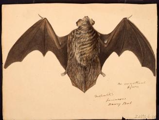 Hoary Bat