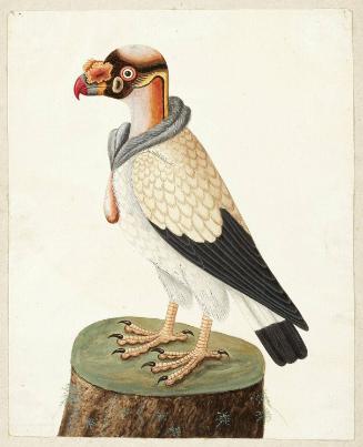 King Vulture (Sarcoramphus papa)