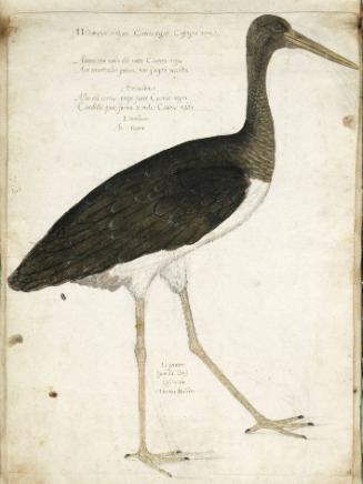 Black Stork (Ciconia nigra), Juvenile