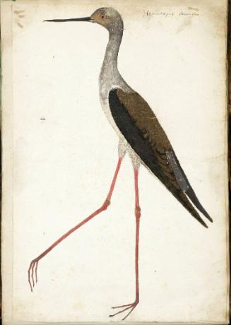 Black-winged Stilt (Himantopus himantopus), Female