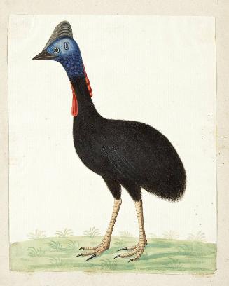 [Southern?] Cassowary (Casuarius casuarius)