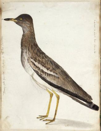 Stone Curlew (Burhinus oedicnemus), Female; verso: sketch of a woman wearing a headscarf