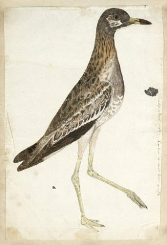 Stone Curlew (Burhinus oedicnemus), Male
