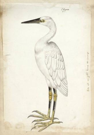 Little Egret (Egretta garzetta) or Great Egret (Ardea alba)