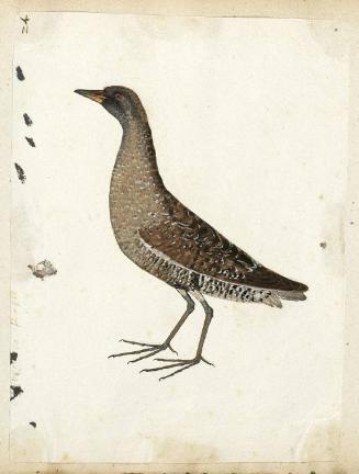 Spotted Crake (Porzana porzana), Adult