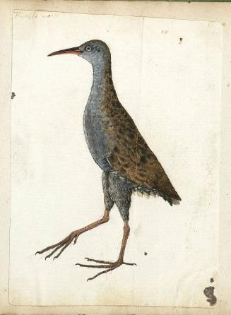 Water Rail (Rallus aquaticus), Adult