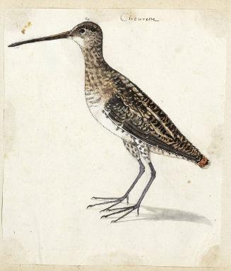 Common Snipe (Galinago galinago), Adult; verso: sketch of a male face