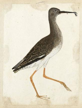 Spotted Redshank (Tringa erythropus), Juvenile