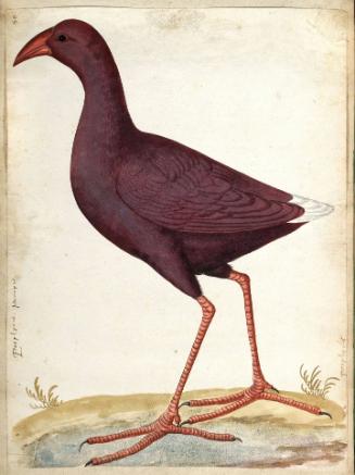 European Purple Gallinule (Porphyrio porphyrio)