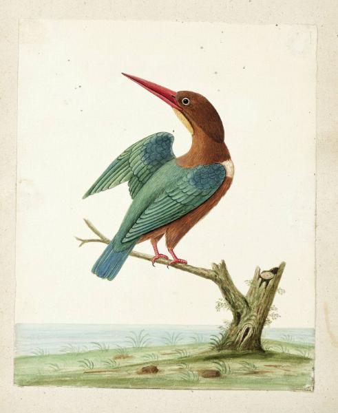 White-throated Kingfisher (Halcyon smyrnensis)
