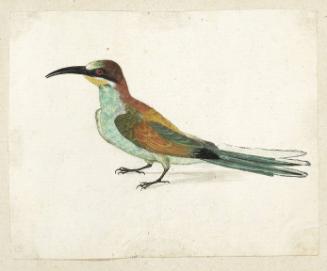 Bee-eater (Merops apiaster), Adult; verso: sketch of a Ruff (Philomachus pugnax), Adult Male