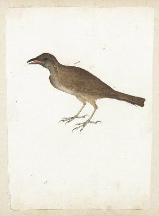 River Warbler (Locustella fluviatilis)