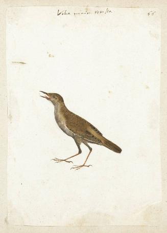 River Warbler (Locustella fluviatilis)