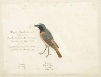 European Redstart (Phoenicurus phoenicurus)