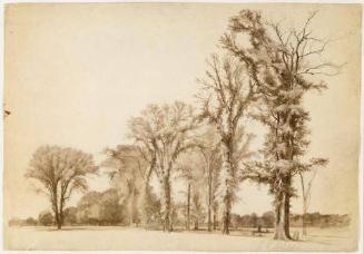 Line of Trees in a Landscape