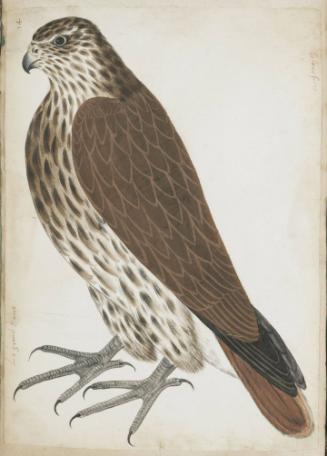 Saker (Falco cherrug), Adult