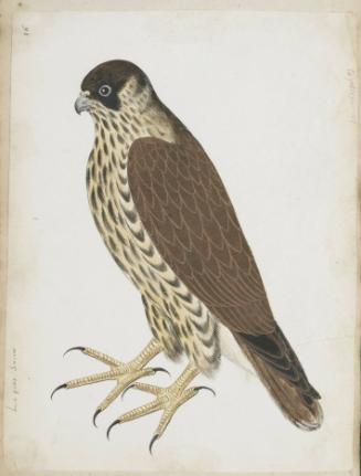 Lanner (Falco biarmicus), Juvenile or Peregrine Falcon (Falco peregrinus), Juvenile