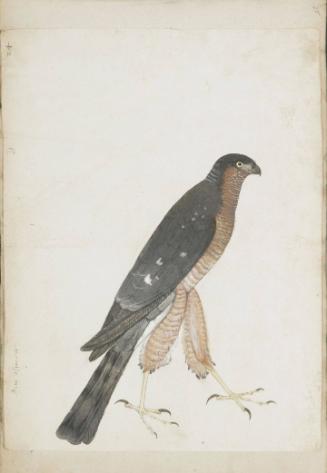Sparrowhawk (Accipter nisus), Adult Male