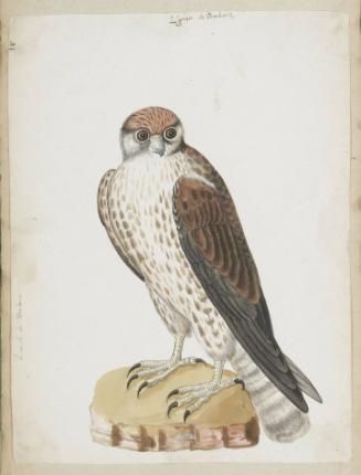 Lanner (Falco biarmicus, feldeggi subspecies) or Red-necked Falcon or Red-Headed Merlin (Falco chicquera)