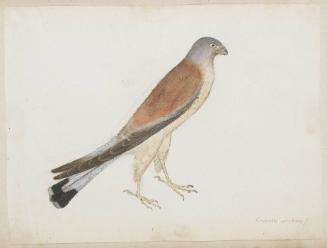 Lesser Kestrel (Falco naumanni), Adult Male