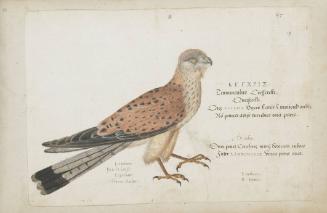 Kestrel (Falco tinnunculus), Adult Male