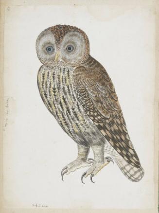 Eurasian Tawny Owl (Strix aluco), gray variant