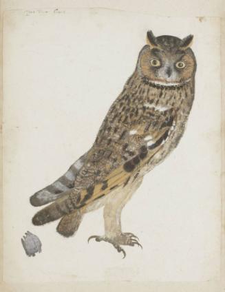 Eurasian Scops Owl (Otus scops), rufous variant