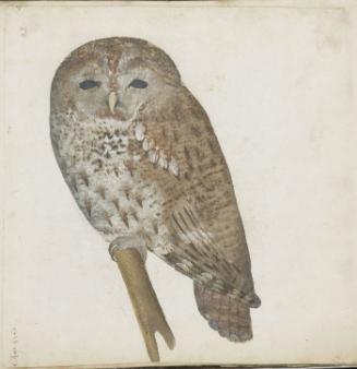 Tawny Owl (Strix aluco), Gray variant or Juvenile