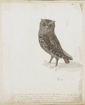 Eurasian Scops Owl (Otus scops), Gray variant?