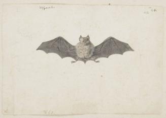 Bat (Vespertilio sp.)