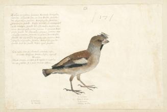 Hawfinch (Coccothraustes coccothraustes), Female