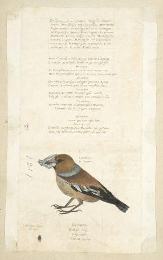 Hawfinch (Coccothraustes coccothraustes), Male