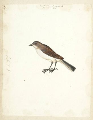 Reed Warbler (Acrocephalus scirpaceus), or Wren (Troglodytes troglodytes)?