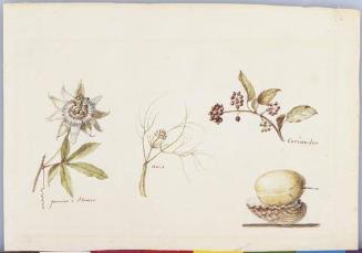 Studies of Passion Flower (Passiflora incarnata), Anise (Foeniculum vulgare), Chokeberry (Aronia prunifolia), and a Yellow Plum (Prunus americanus) above an Atlantic Cockle Shell