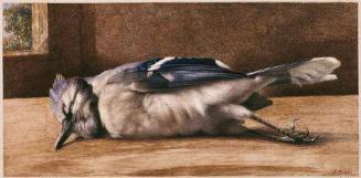 Dead Blue Jay