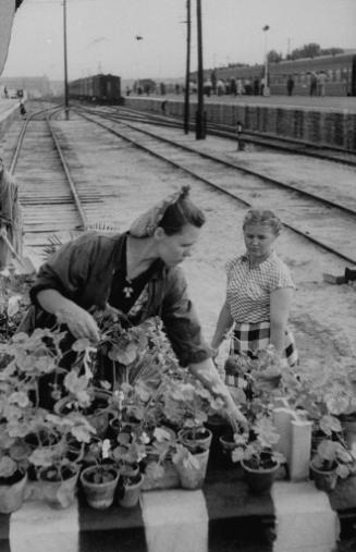 “Welcome sign, some fresh geraniums are planted by women workers at the Stalingrad 
railroad station on the day before the Yugoslav leader’s arrival.”
