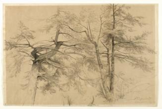 Study of Two Trees, Bolton, Lake George, New York