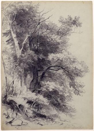 Study of Trees, Shandaken [Olive], New York