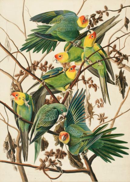 Carolina Parakeet (Conuropsis carolinensis), Study for Havell pl. 26